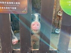 -上海崇明金茂凯悦酒店