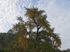 -千年银杏谷文化旅游区