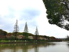 -高东镇樱花园