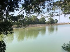 -大湾区中央湿地公园