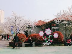 -高东镇樱花园