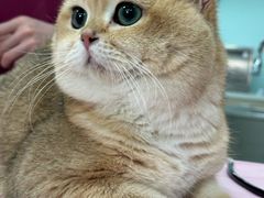 -北京观赏动物医院·24小时大型综合·猫专科·异宠专科