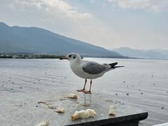 -滇池海埂公园