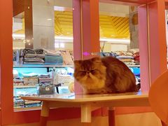 -喵匠猫主题咖啡(凯德和平广场店)
