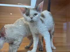 -猫十亿·布偶金渐层·曼基康矮脚猫舍(青年路店)