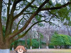-灵谷景区