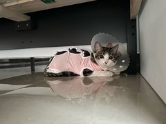 -达爱动物医院·犬猫分区·CT·复杂眼科(远洋山水分院)