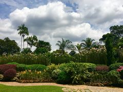-新加坡植物园