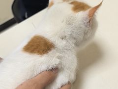 -全心全意连锁动物医院·微创中心·内科急重症·心脏专科(丰管路店)