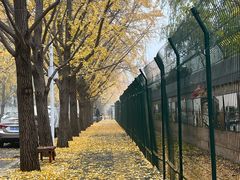 -三里屯东五街银杏大道