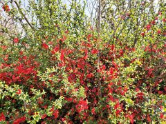 -济南国际园博园