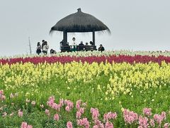 -径山花海