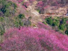-新建村梅花