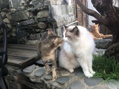-喵屿·大理花园猫咖