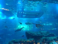 -迪拜水族馆及水下动物园