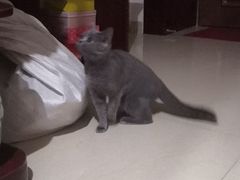-福懋动物医院·犬猫全科·外科·重症科(杏林分院)
