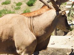 -新疆天山野生动物园