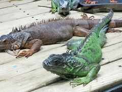 -石家庄市动物园