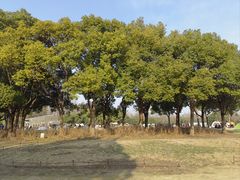 -上海滨江森林公园