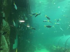 -悉尼海洋生物水族馆