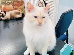 -猫小院猫主题咖啡厅(北锣店)