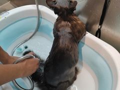 -PETKIT小佩宠物·低压洗护(国顺东路店)