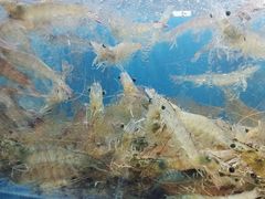 -深海800米海鲜自助(万达广场店)