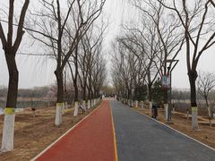 -大兴滨河森林公园