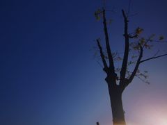 -春花秋色城市公园