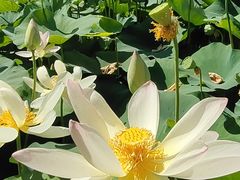 -莲花池公园