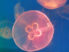 -洛阳龙门海洋馆