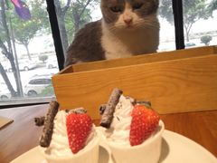 -more than meow吴止猫主题餐厅(承德 中船汇店)