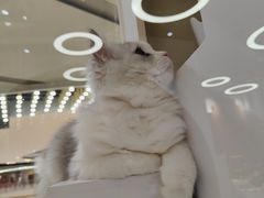 -COLOR PETS 撸猫馆·购猫·猫咖(长风大悦城店)