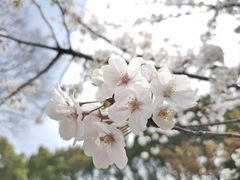 -顾村公园
