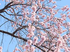 -桃花堤公园
