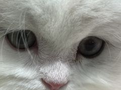 -momokira米努特·德文卷毛猫·棉花面纱犬