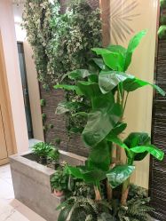 -芳朵美容养生SPA