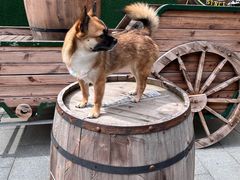 -中华巴洛克风情街