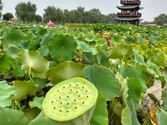 -荷花大观园