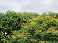 -西双版纳融创皇冠假日度假酒店