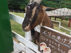 -神户市立六甲山牧场