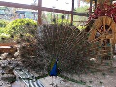 -石家庄市动物园