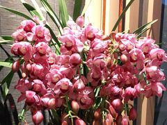 -荷风细雨·中国茶宴(碧云店)