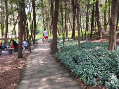 -铁山坪森林公园