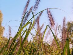 -大兴滨河森林公园