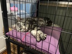 -MAX伯爵趣味互动密室逃脱(大坪D馆店)