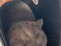 -瑞鹏宠物医院·骨科·猫科·内科(第一中心)