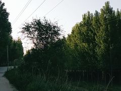 -大槐树寻根祭祖园