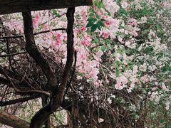 -深圳国际园林花卉博览园