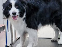 -八公叔叔宠物美容连锁(春申店)